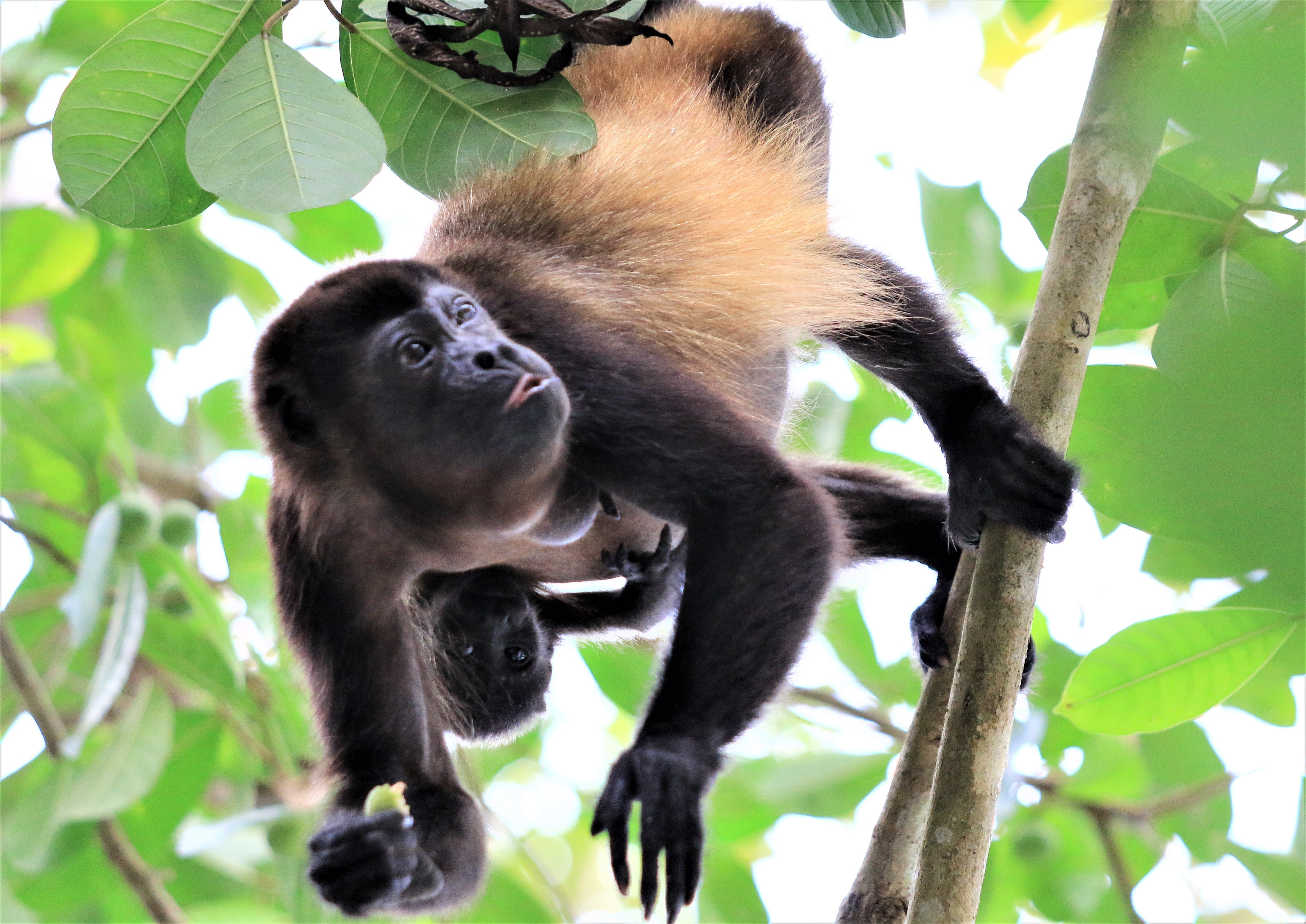 Costa Rica